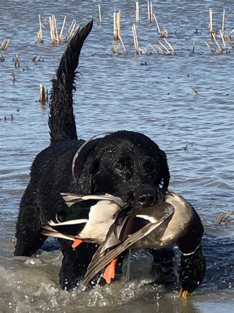 Arkansas Duck Hunting Adventures with Big Creek Waterfowl