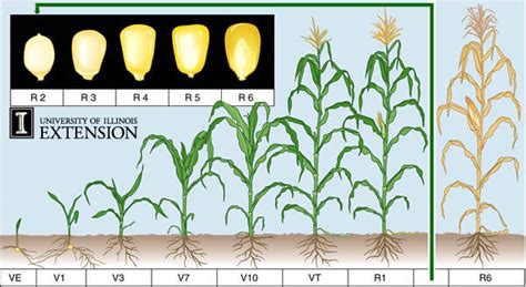 Corn Growth Stages - Odell's World