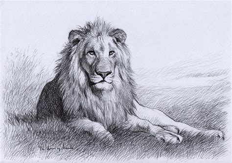 Lion Lying Down Drawing at GetDrawings | Free download