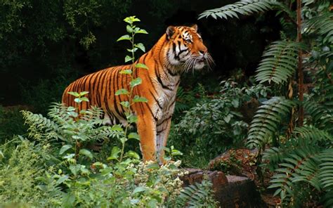 Fondos de pantalla : Animales, Tigre, fauna silvestre, Gatos grandes, Zoo, selva, 1920x1200 px ...