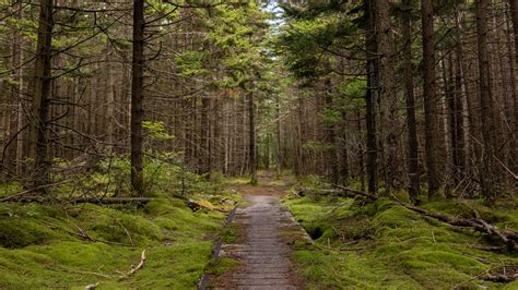 Mountain Biking | Snowshoe Mountain