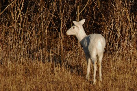 Mission Musings: White Deer in Seneca, New York