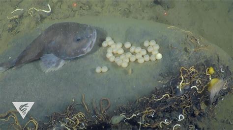 What Do Blobfish Eggs Look Like