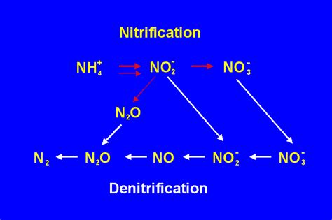 Denitrification Bacteria