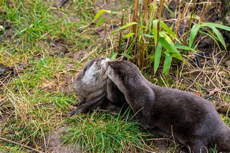 ITAP of these otters kissing lol : r/itookapicture