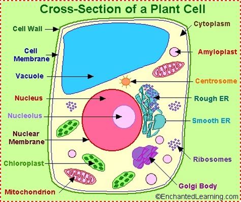 Which organelles in a plant cell are involved in converting food to ...