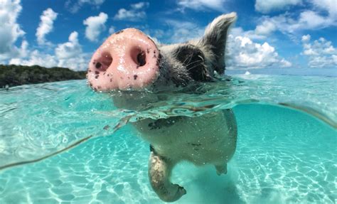 Swimming Pigs | Nassau Shore Excursion | Caribbean Cruise Tours