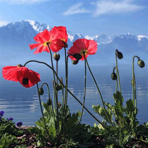 some red flowers by the water with mountains in the background