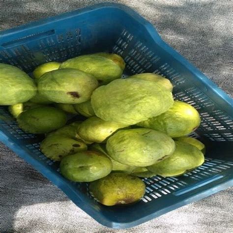 Guava Fruit at ₹ 35/kilogram | Sparkle Avenue | Pune | ID: 19162390730