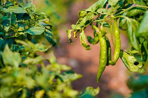 Premium Photo | Green chili field in india