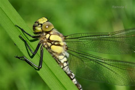 Dragonfly Macro Photography