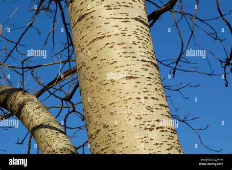 white bark of poplar tree Stock Photo - Alamy