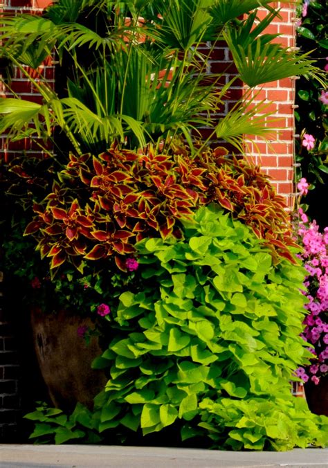 3 Great Trailing Plants For Hanging Baskets, Containers & Potted Plants!