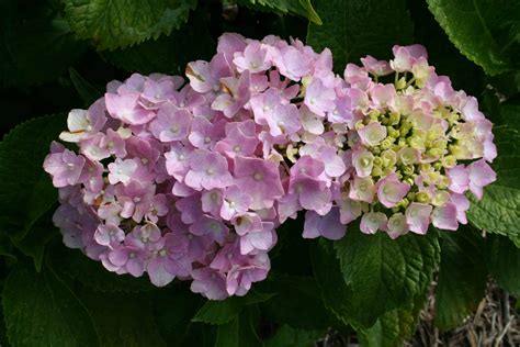 Hydrangea Care - Home Garden Joy