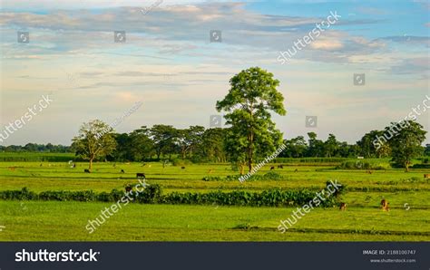 Panorama Beautiful Countryside Bangladesh Sunny Afternoon Stock Photo ...