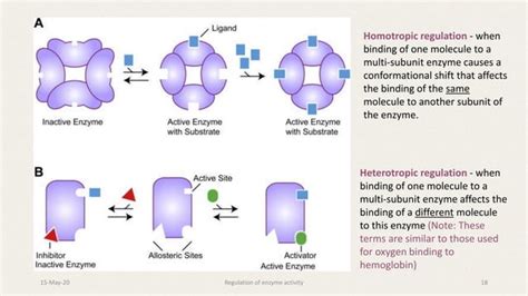 Enzyme regulation | PPT