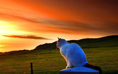 White cat sunset wallpaper | 1920x1200 | #14559