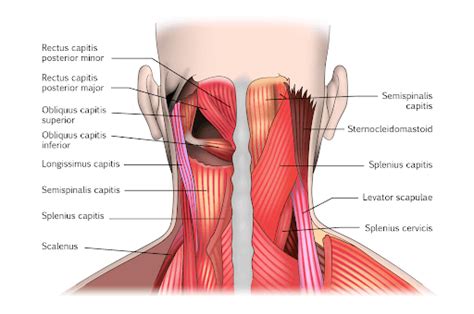 Cervical Spine Posterior Muscles