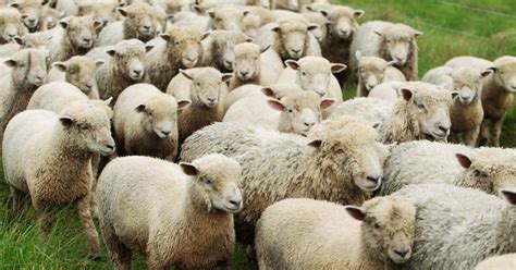 What is a Group of Sheep Called? [Answered] - RaisingSheep.net