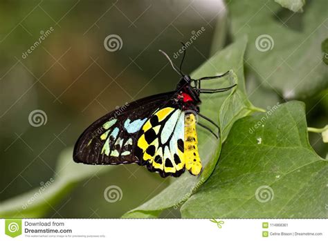 Colors on the Wings of a CAIRNS BIRDWING BUTTERFLY on a Leaf Stock Image - Image of leaf ...