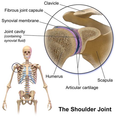 Shoulder Articulations | Golf Loopy - Play Your Golf Like a Champion