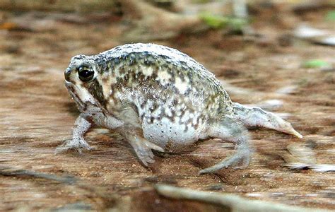 Bushveld or Common Rain Frog (Breviceps... - Frogs Are Awesome!