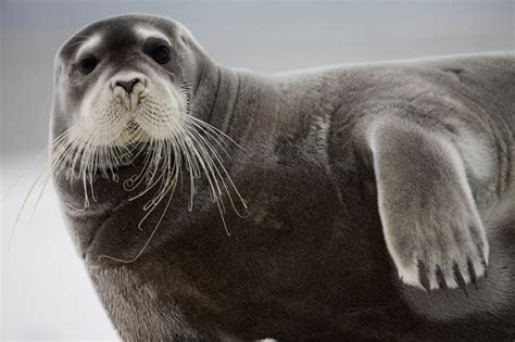 Ho, ho, ho! Look who’s coming to town … it’s the bearded seal!