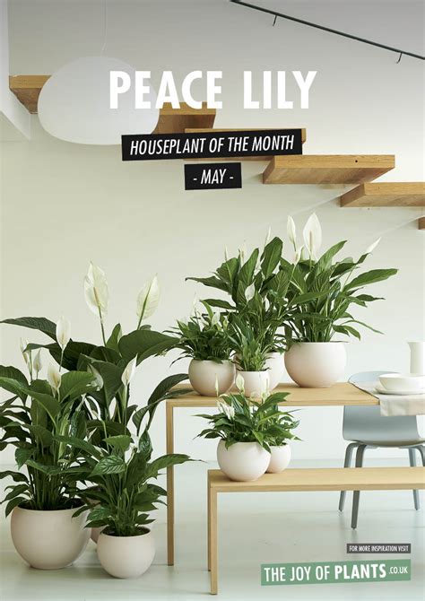 Peace Lily: May 2020 Houseplant of the Month - Laidback Gardener