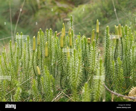 Stiff ground pine lycopodium hi-res stock photography and images - Alamy