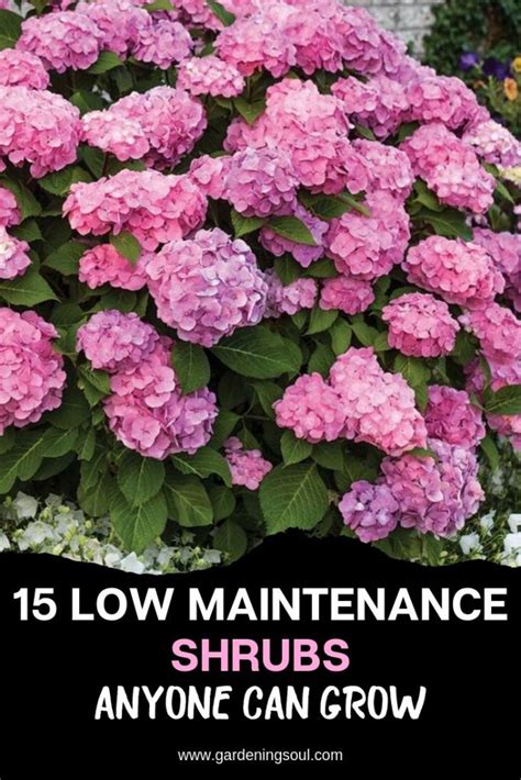 15 Low Maintenance Shrubs Anyone Can Grow