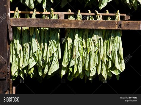 Drying Tobacco Leaves Image & Photo (Free Trial) | Bigstock