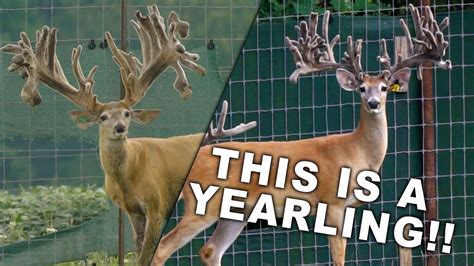 Indiana Deer Farming both Whitetails & Mule Deer Hybrids! — The High ...