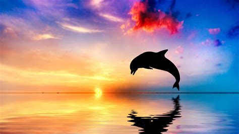 Download Dolphin Jumping Out Of Water Sunset View 4k - Beautiful Ocean And Sunset With Dolphin ...