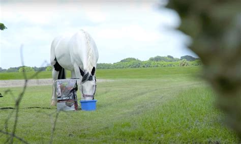 Best Horse Feed Brands for Hard Keepers: Top 5 Picks - Equineigh