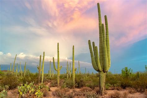 Discover 10 Resilient Plants That Can Thrive in a Desert - AZ Animals