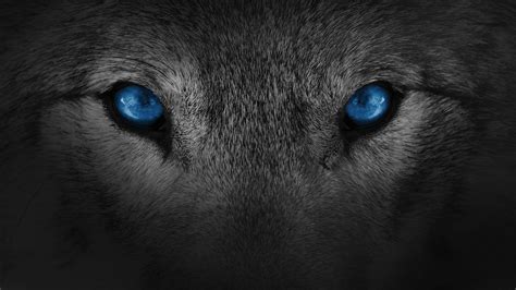 Blue Wolf Eyes Wallpapers - Top Free Blue Wolf Eyes Backgrounds - WallpaperAccess