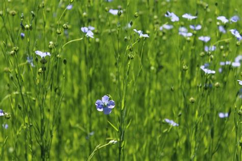 How to grow flax for oil and fiber - plantation, harvest and storage