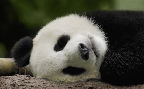 🔥 [150+] Baby Panda Wallpapers | WallpaperSafari