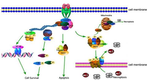 Necroptosis Pathway