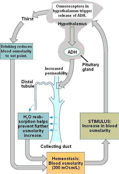 #112 Osmoregulation | Biology Notes for A level