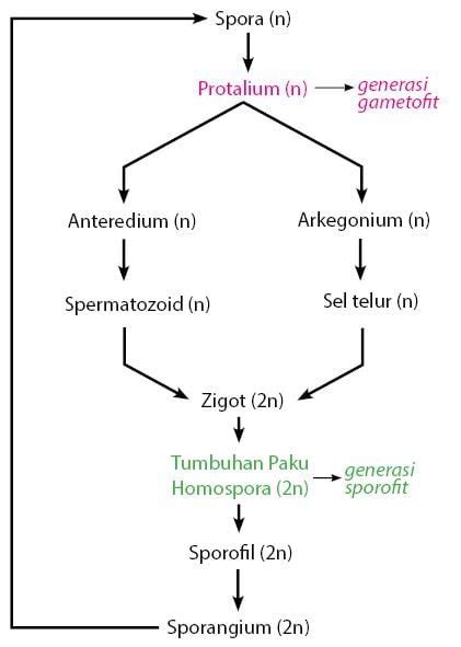 Daur Hidup Tumbuhan Paku – idschool.net