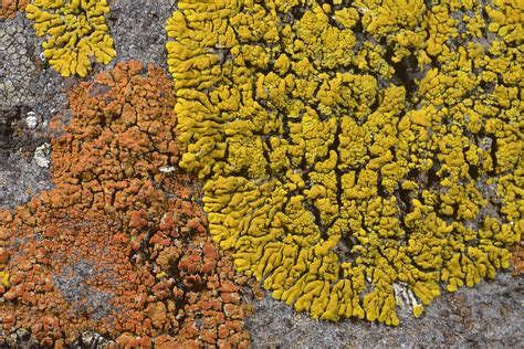 Lichens: What They Are and Where They Grow - Natural History Institute