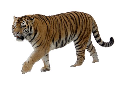Tiger PNG Images HD - PNG All | PNG All
