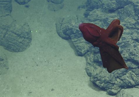 Watch this stunning video of a firework jellyfish and vampire squid from the deep sea | IBTimes UK