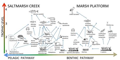 Trophic Structure | Plum Island Ecosystems