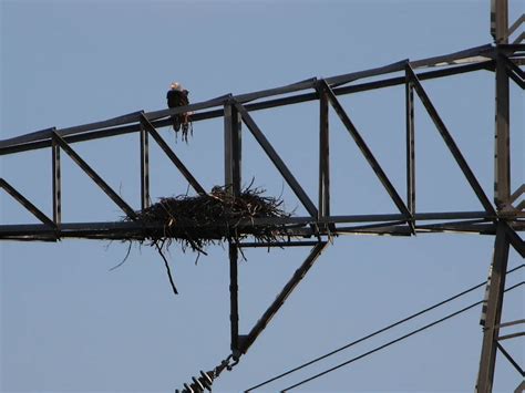 Bald Eagle – Nest: Week Five – DFW Urban Wildlife