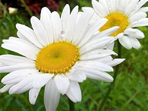 Seeds Market Rare 50 Bigger Leucanthemun Flower seeds attractive ...