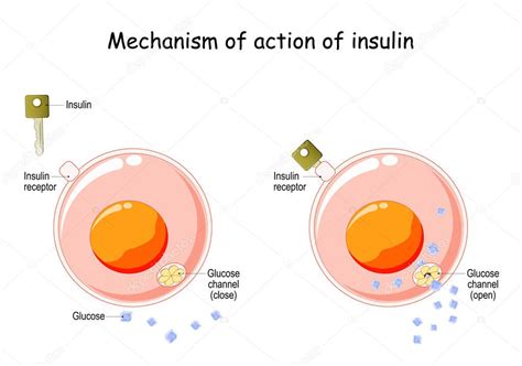 Mechanism of action of insulin in the cell. Insulin regulates the ...