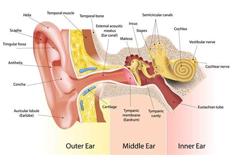 Earache: Causes, Symptoms and Treating Otalgia | Ausmed