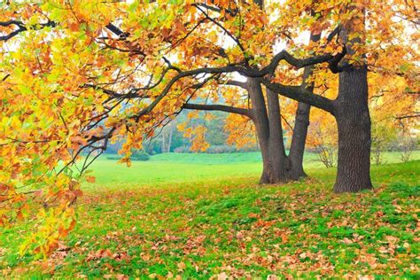 Red Oak vs. White Oak Tree Growth Rate & Key Differences - Tree Journey